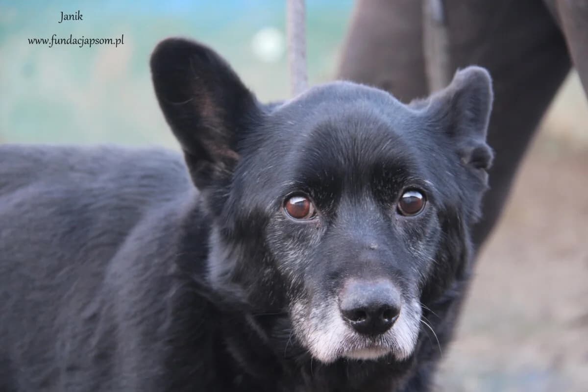 Janik, male mixed breed for adoption at Fundacja Przyjaciele Braci Mniejszych