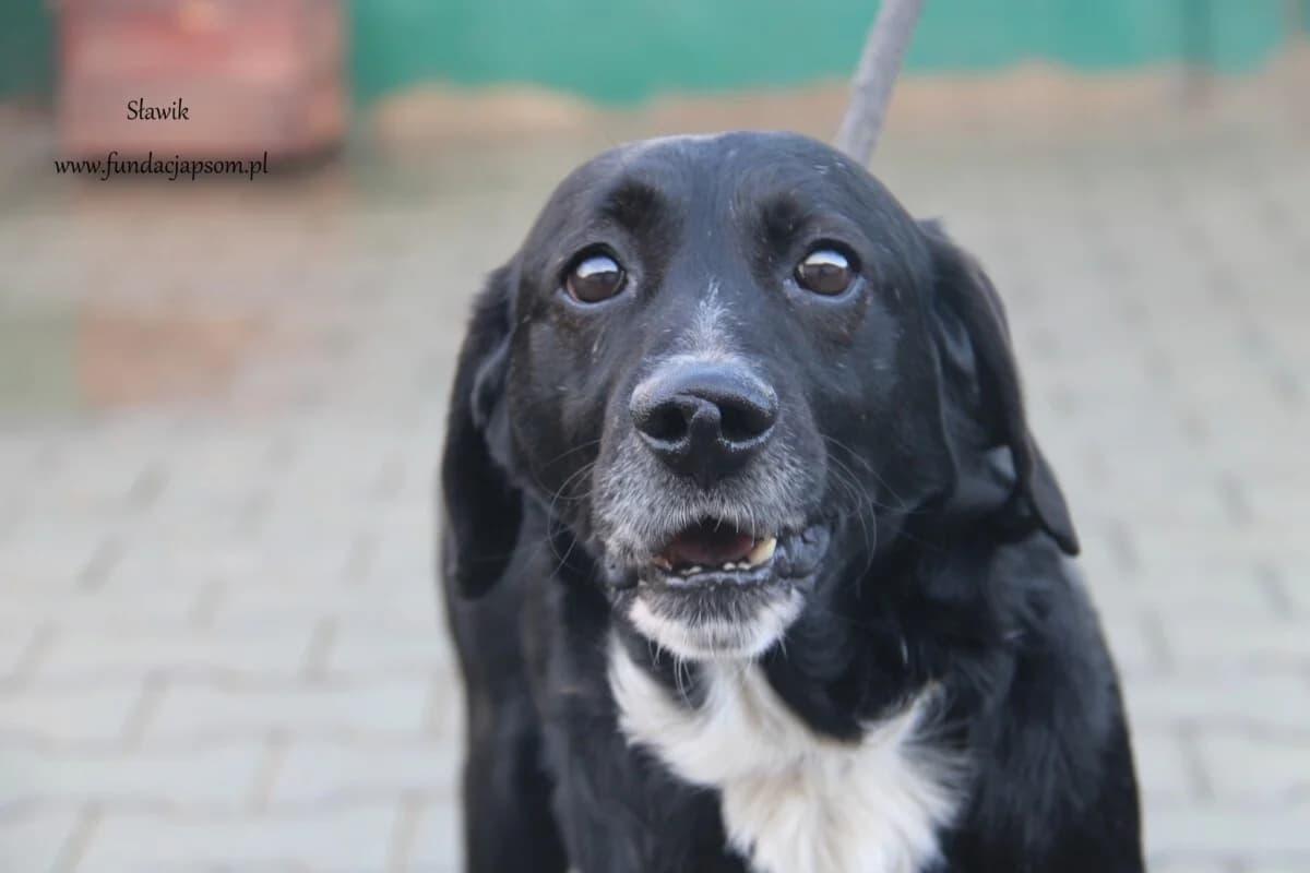 Sławik, male mixed breed for adoption at Fundacja Przyjaciele Braci Mniejszych