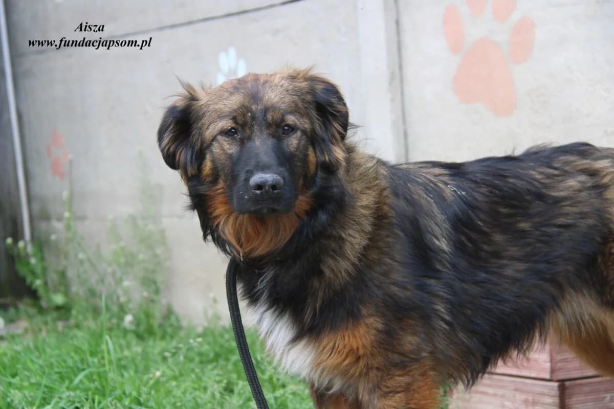 Aisza, female mixed breed for adoption at Fundacja Przyjaciele Braci Mniejszych