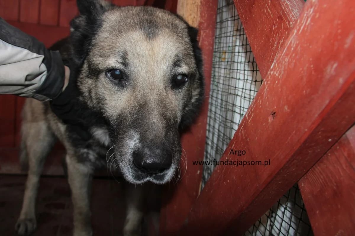 Argo, male mixed breed for adoption at Fundacja Przyjaciele Braci Mniejszych