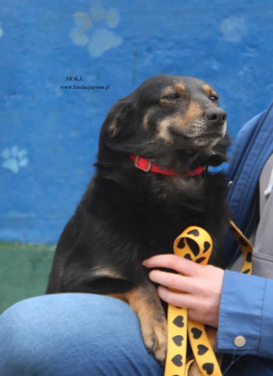 Moka, female mixed breed for adoption at Fundacja Przyjaciele Braci Mniejszych