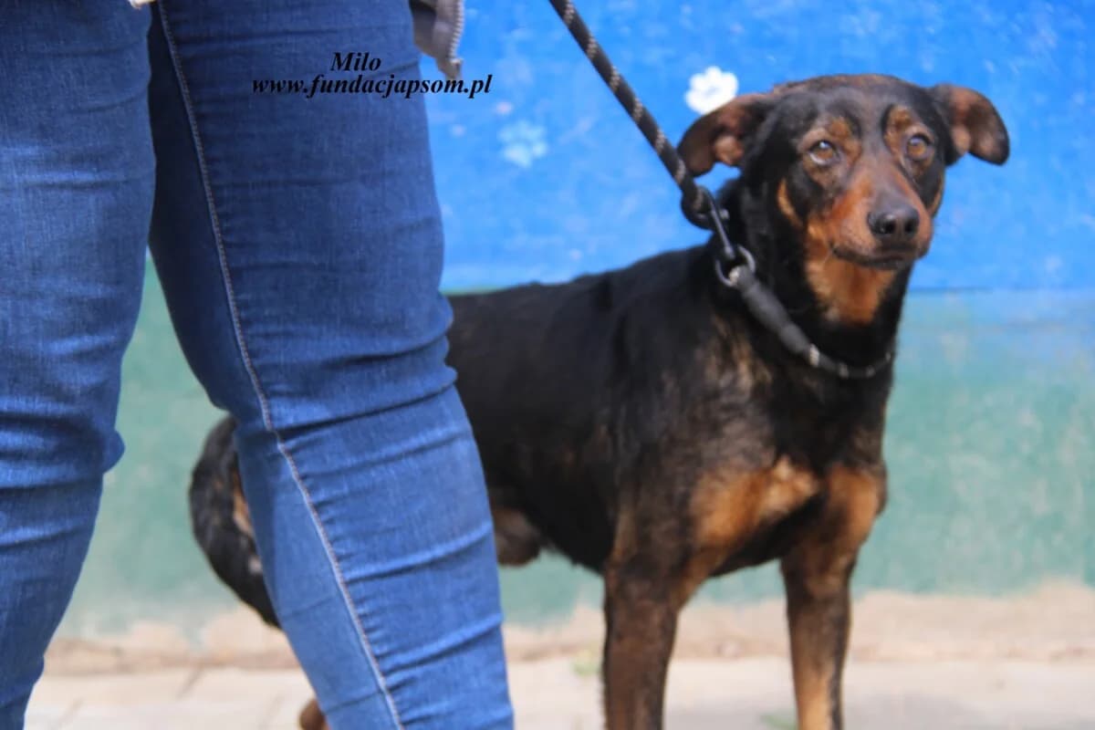 Milo, male mixed breed for adoption at Fundacja Przyjaciele Braci Mniejszych
