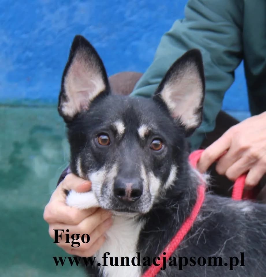 Figo, male mixed breed for adoption at Fundacja Przyjaciele Braci Mniejszych