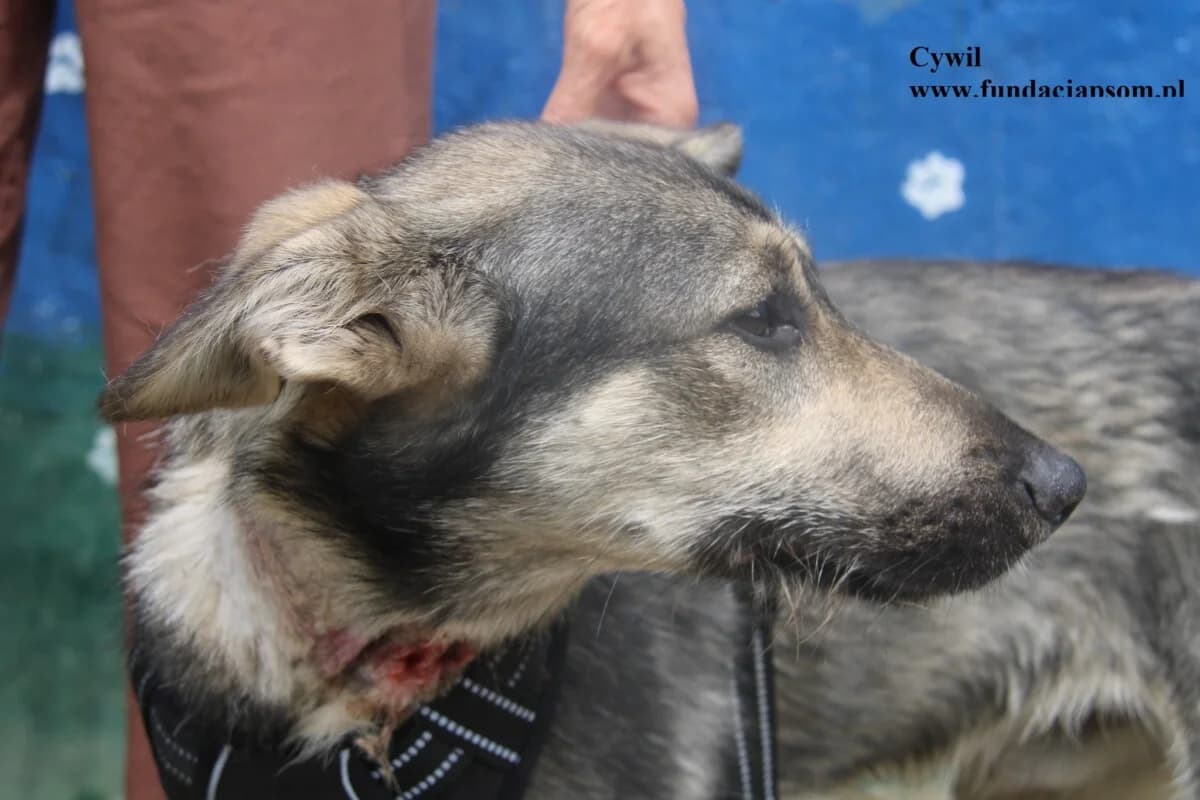 Cywil, male mixed breed for adoption at Fundacja Przyjaciele Braci Mniejszych