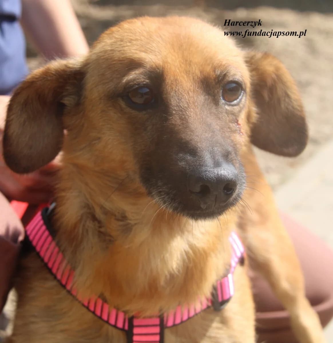 Harcerzyk, male mixed breed for adoption at Fundacja Przyjaciele Braci Mniejszych