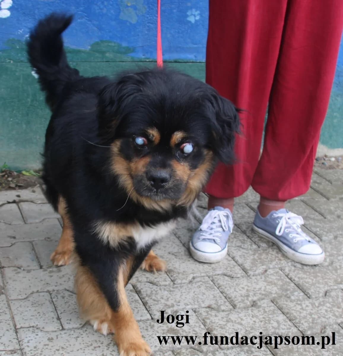 Jogi, male mixed breed for adoption at Fundacja Przyjaciele Braci Mniejszych