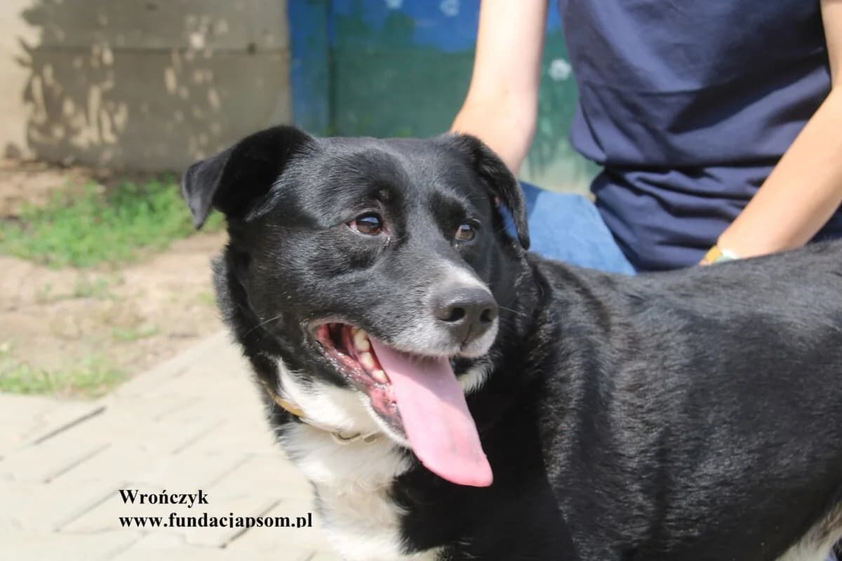 Wrończyk, male mixed breed for adoption at Fundacja Przyjaciele Braci Mniejszych