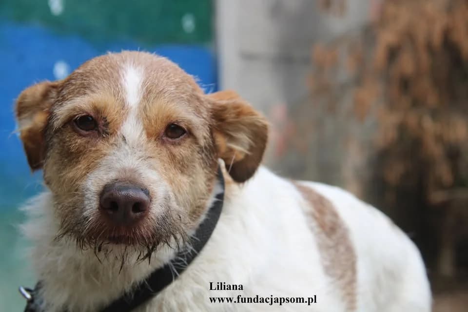 Liliana, female mixed breed for adoption at Fundacja Przyjaciele Braci Mniejszych