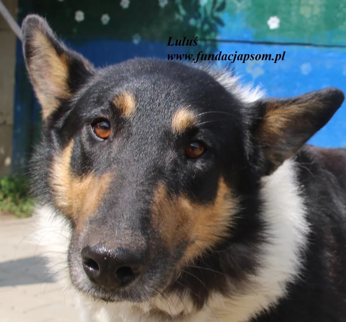 Luluś, male mixed breed for adoption at Fundacja Przyjaciele Braci Mniejszych