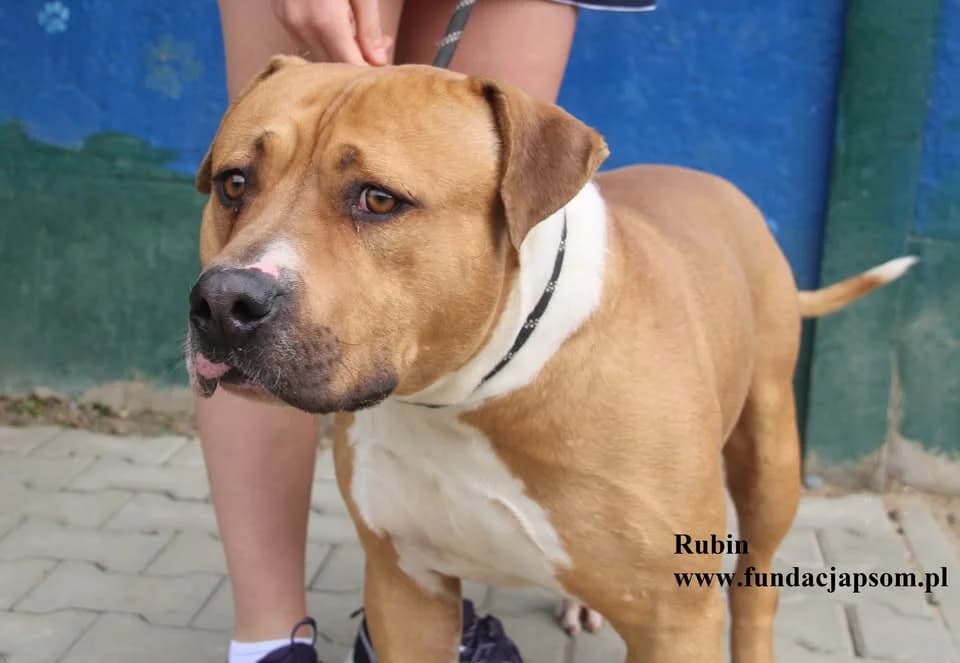 Rubin, male mixed breed for adoption at Fundacja Przyjaciele Braci Mniejszych