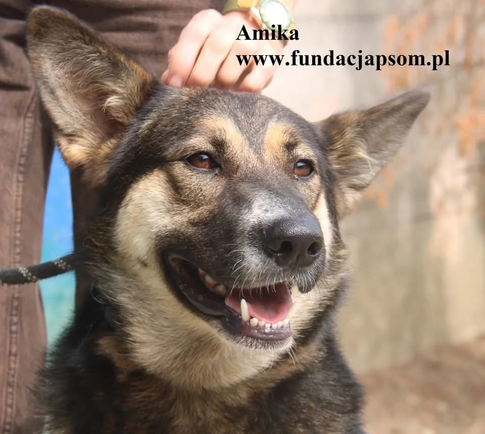 Amika, female mixed breed for adoption at Fundacja Przyjaciele Braci Mniejszych