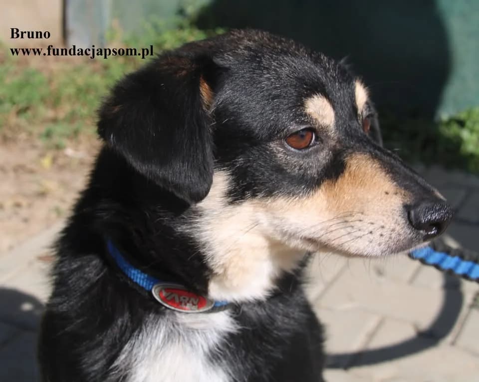 Bruno, male mixed breed for adoption at Fundacja Przyjaciele Braci Mniejszych