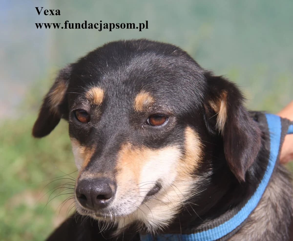 Vexa, female mixed breed for adoption at Fundacja Przyjaciele Braci Mniejszych