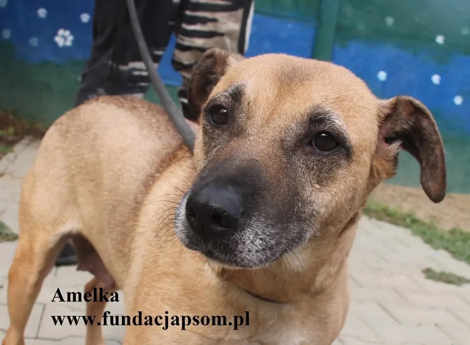 Amelka, female mixed breed for adoption at Fundacja Przyjaciele Braci Mniejszych
