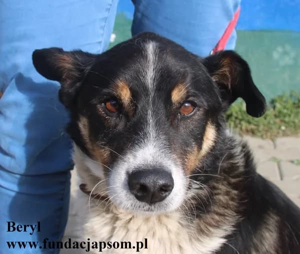 Beryl, male mixed breed for adoption at Fundacja Przyjaciele Braci Mniejszych