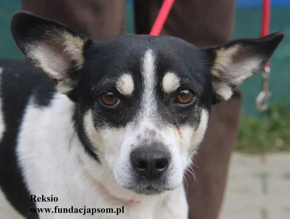 Reksio, male mixed breed for adoption at Fundacja Przyjaciele Braci Mniejszych