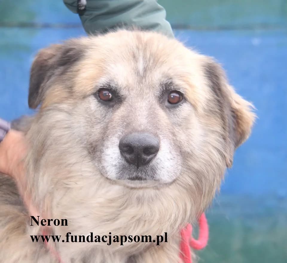 Neron, male mixed breed for adoption at Fundacja Przyjaciele Braci Mniejszych