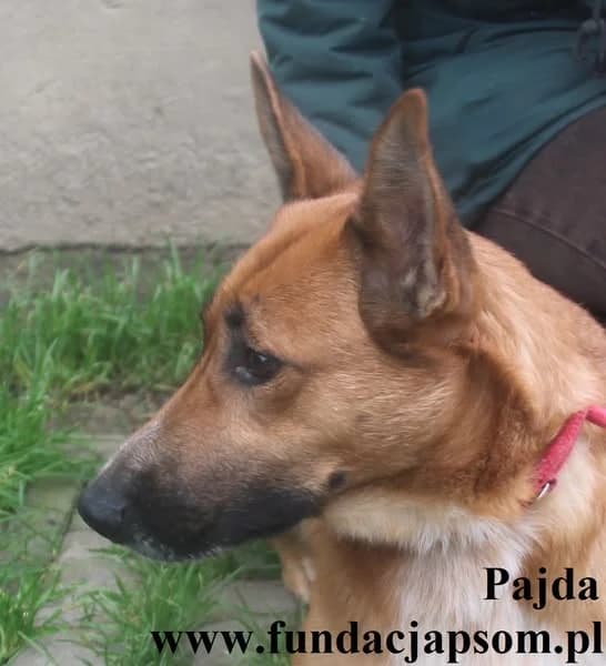 Pajda, female mixed breed for adoption at Fundacja Przyjaciele Braci Mniejszych