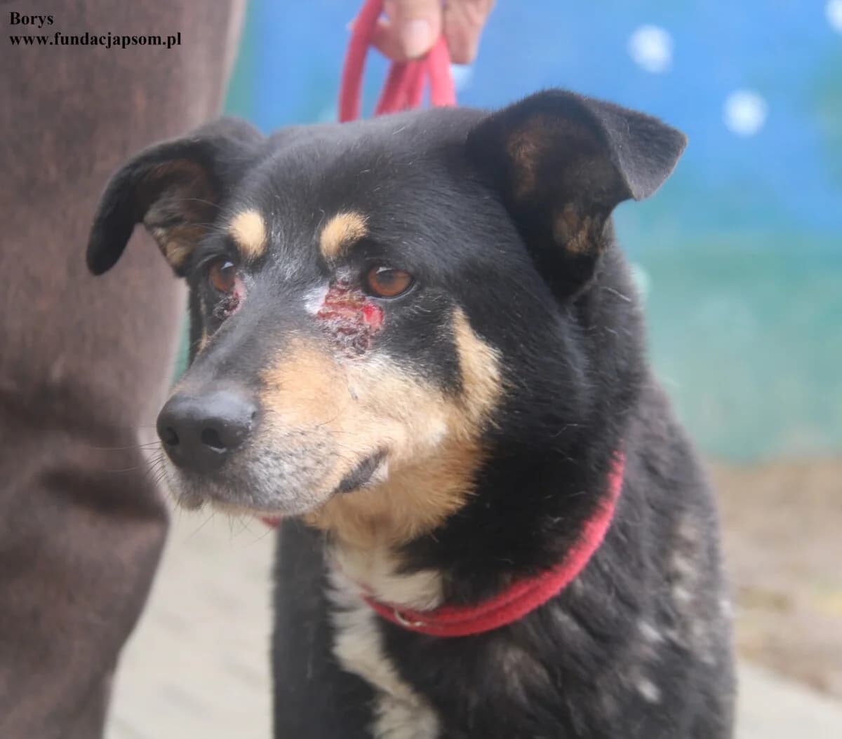 Borys, male mixed breed for adoption at Fundacja Przyjaciele Braci Mniejszych