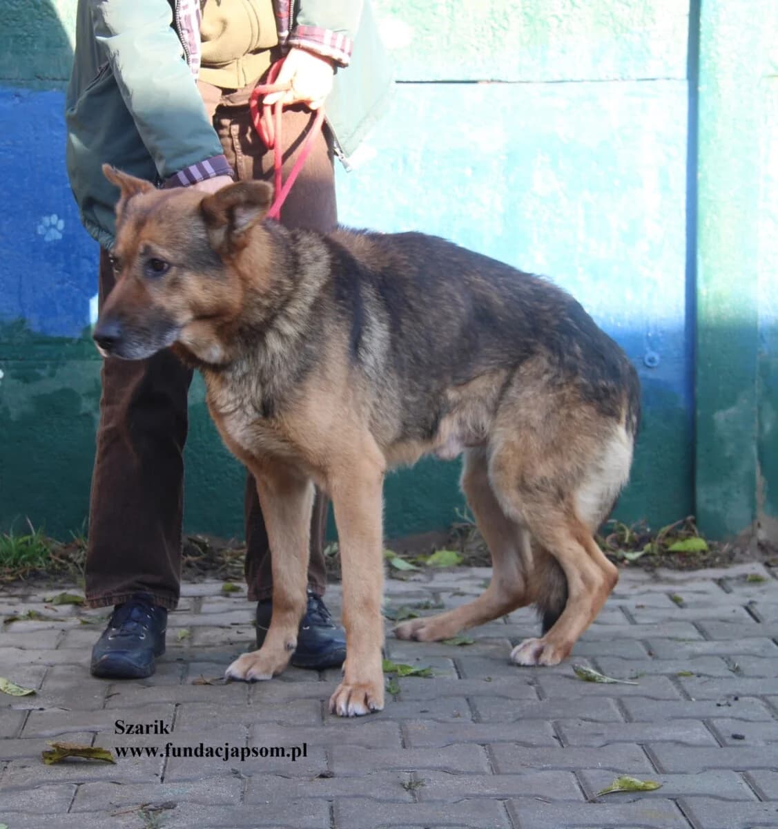 Szarik, male mixed breed for adoption at Fundacja Przyjaciele Braci Mniejszych