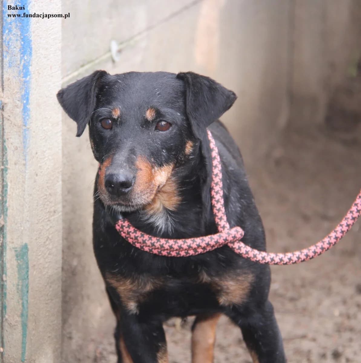 Bakuś, male mixed breed for adoption at Fundacja Przyjaciele Braci Mniejszych