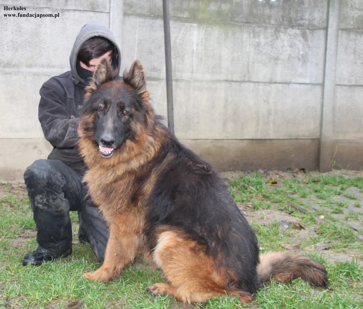 Herkules, male 3yo mixed breed for adoption at Fundacja Przyjaciele Braci Mniejszych