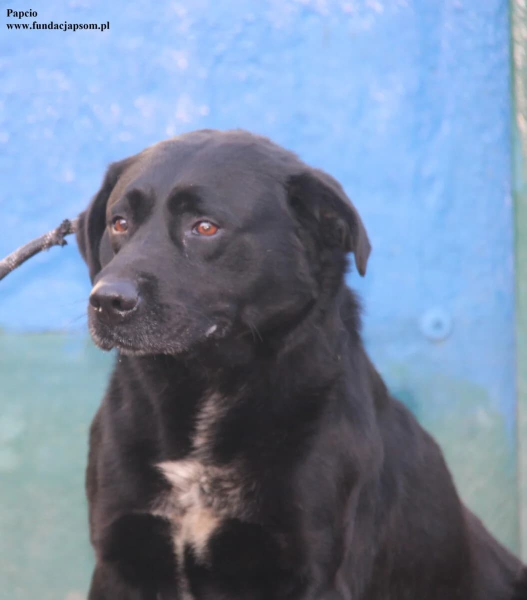 Papcio, male mixed breed for adoption at Fundacja Przyjaciele Braci Mniejszych
