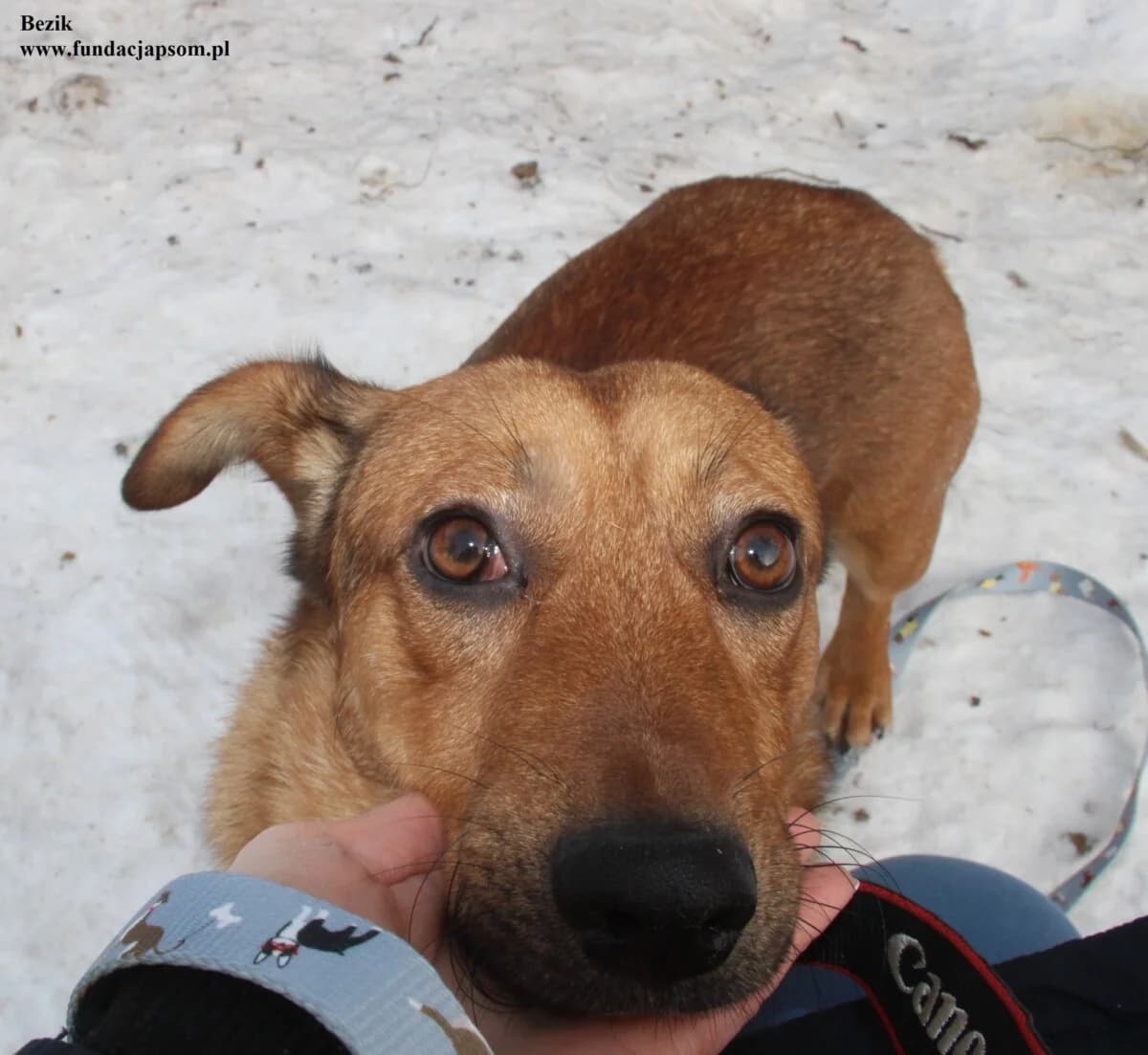 Bezik, male mixed breed for adoption at Fundacja Przyjaciele Braci Mniejszych