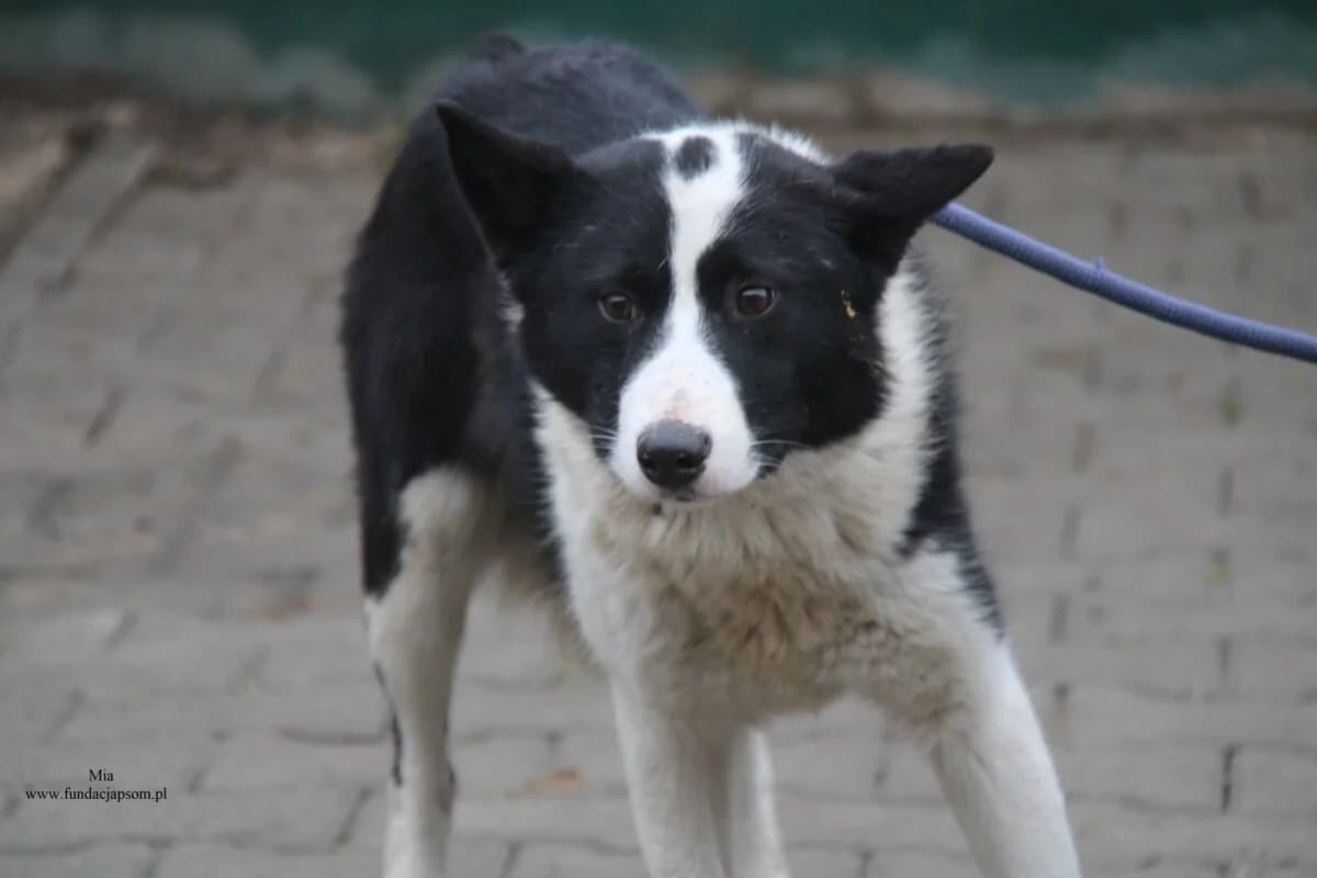 Mia, female mixed breed for adoption at Fundacja Przyjaciele Braci Mniejszych