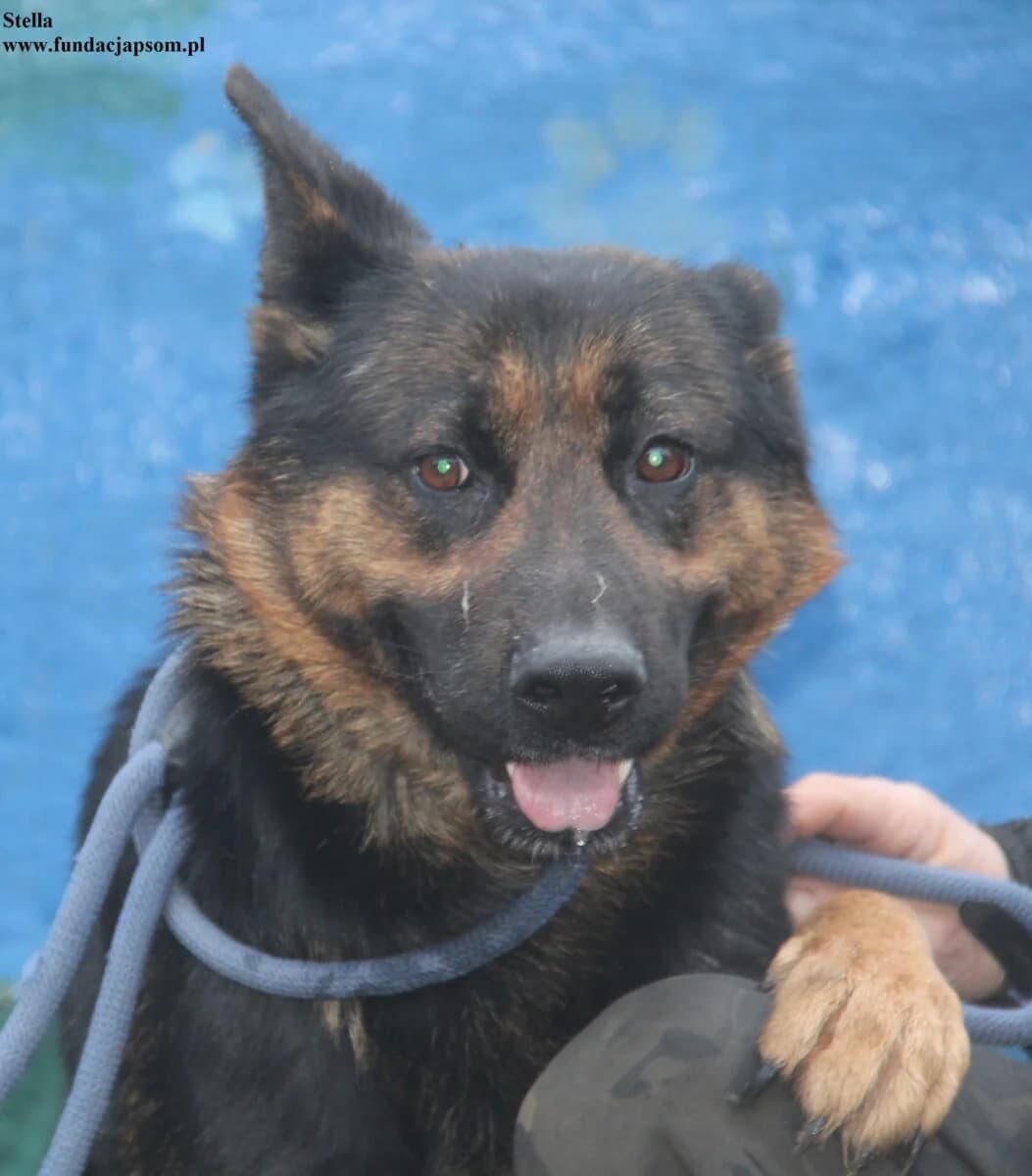 Stella, female mixed breed for adoption at Fundacja Przyjaciele Braci Mniejszych