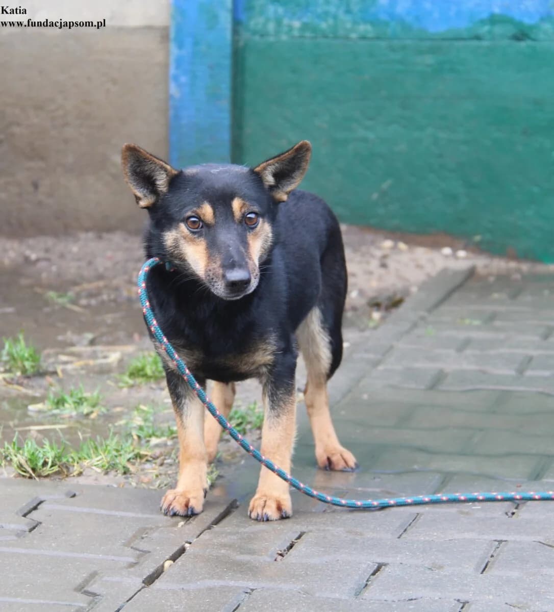Katia, female mixed breed for adoption at Fundacja Przyjaciele Braci Mniejszych