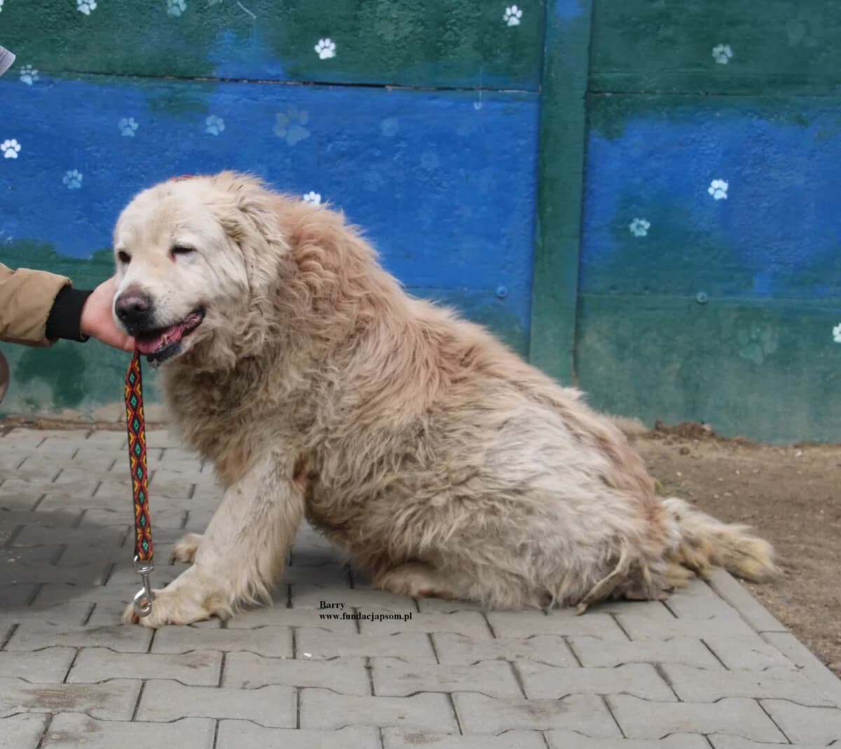 Barry, male mixed breed for adoption at Fundacja Przyjaciele Braci Mniejszych
