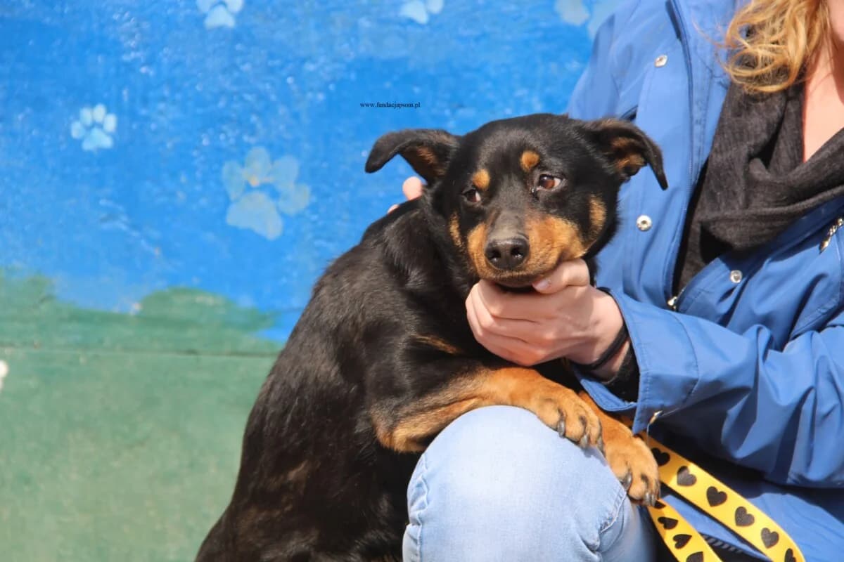 Kovu, male mixed breed for adoption at Fundacja Przyjaciele Braci Mniejszych
