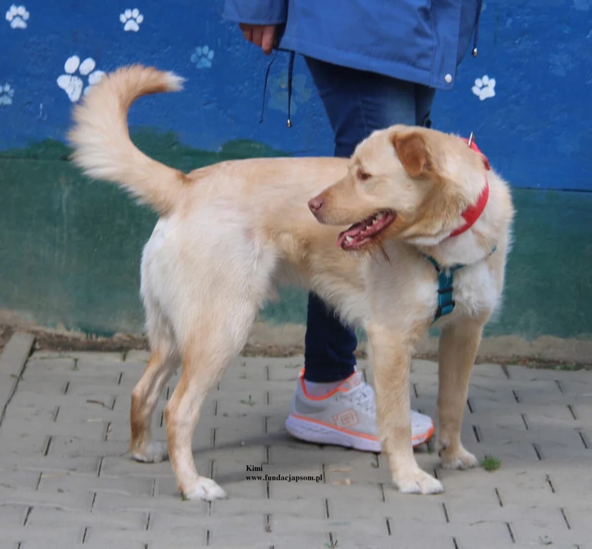 Kimi, male mixed breed for adoption at Fundacja Przyjaciele Braci Mniejszych