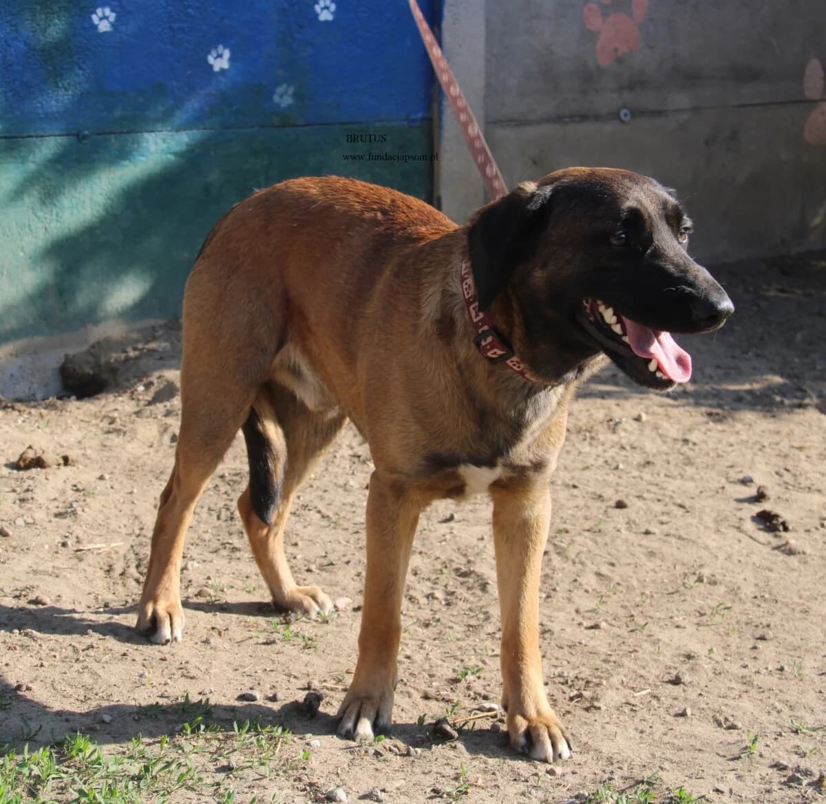 Brutus, male mixed breed for adoption at Fundacja Przyjaciele Braci Mniejszych