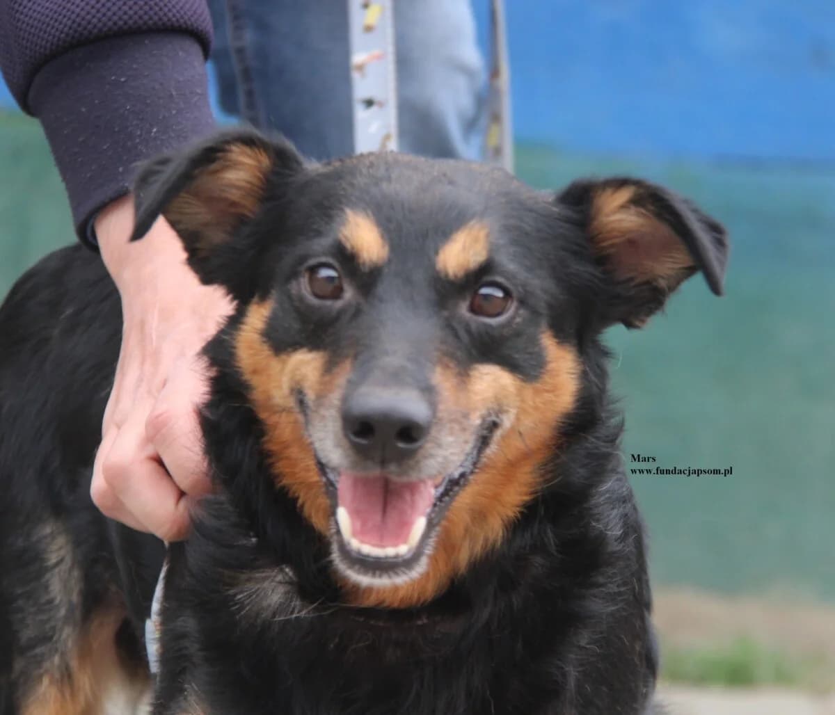 Mars, male puppy mixed breed for adoption at Fundacja Przyjaciele Braci Mniejszych