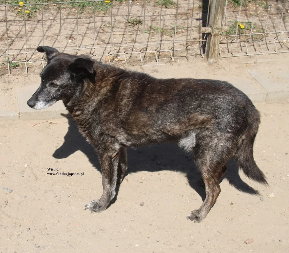 Witold, male mixed breed for adoption at Fundacja Przyjaciele Braci Mniejszych