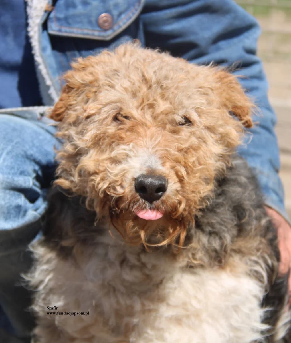 Szafir, male mixed breed for adoption at Fundacja Przyjaciele Braci Mniejszych