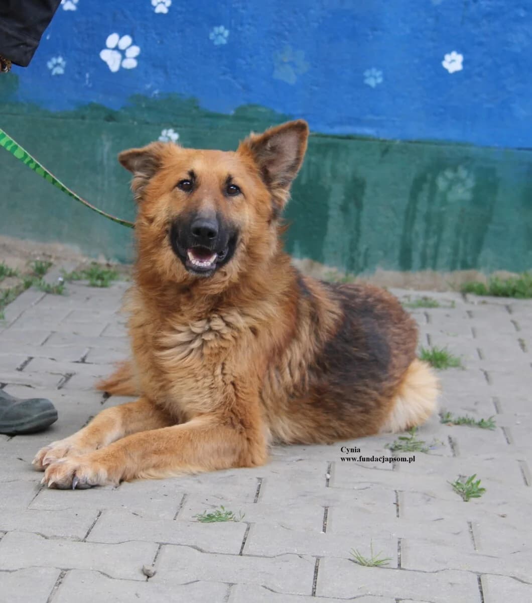 Cynia, female mixed breed for adoption at Fundacja Przyjaciele Braci Mniejszych