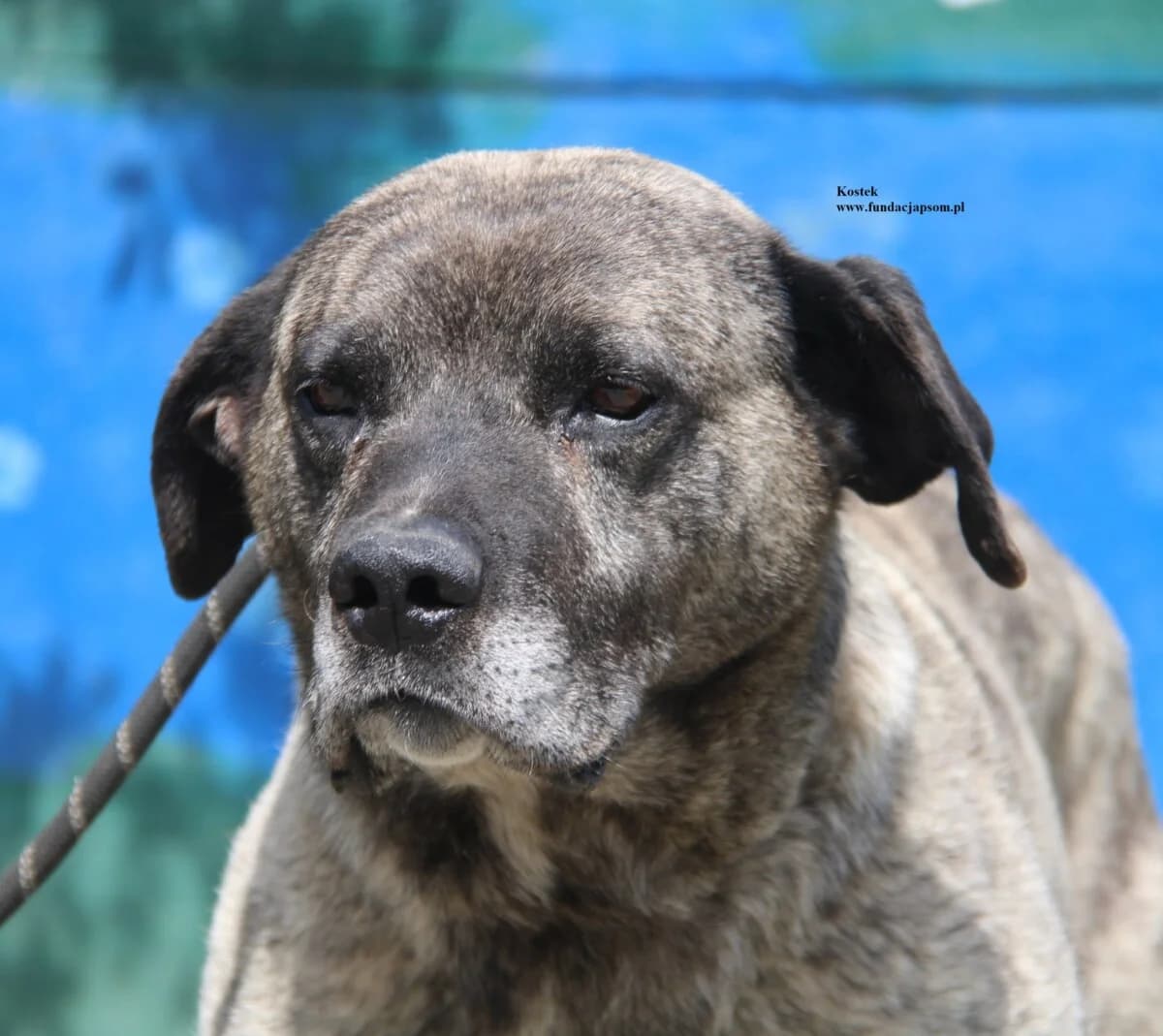 Kostek, male mixed breed for adoption at Fundacja Przyjaciele Braci Mniejszych