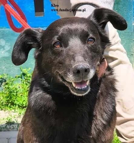 Kleo, female mixed breed for adoption at Fundacja Przyjaciele Braci Mniejszych