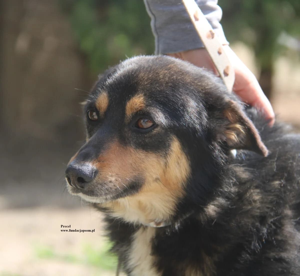 Precel, male mixed breed for adoption at Fundacja Przyjaciele Braci Mniejszych