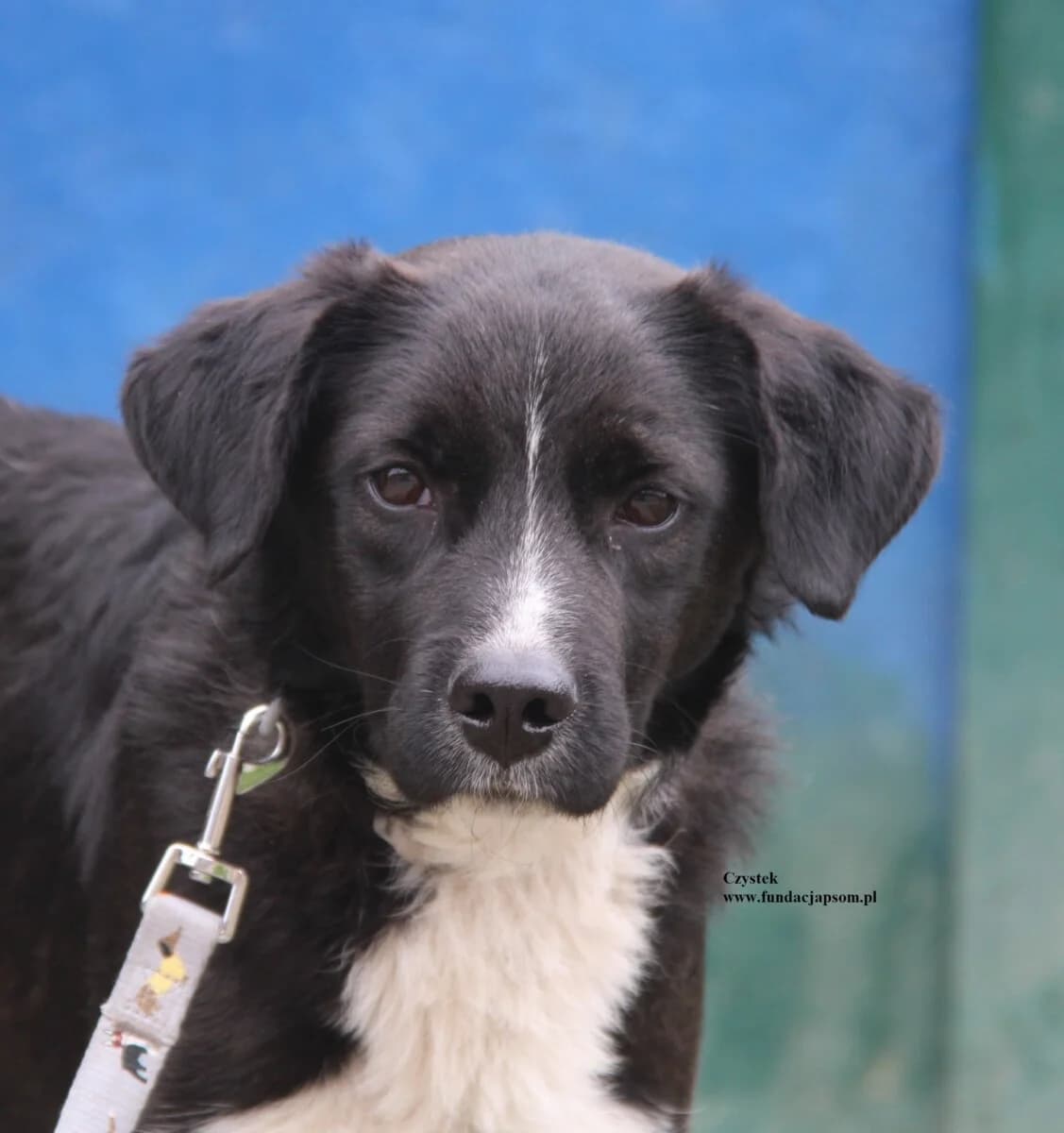 Czystek, male mixed breed for adoption at Fundacja Przyjaciele Braci Mniejszych