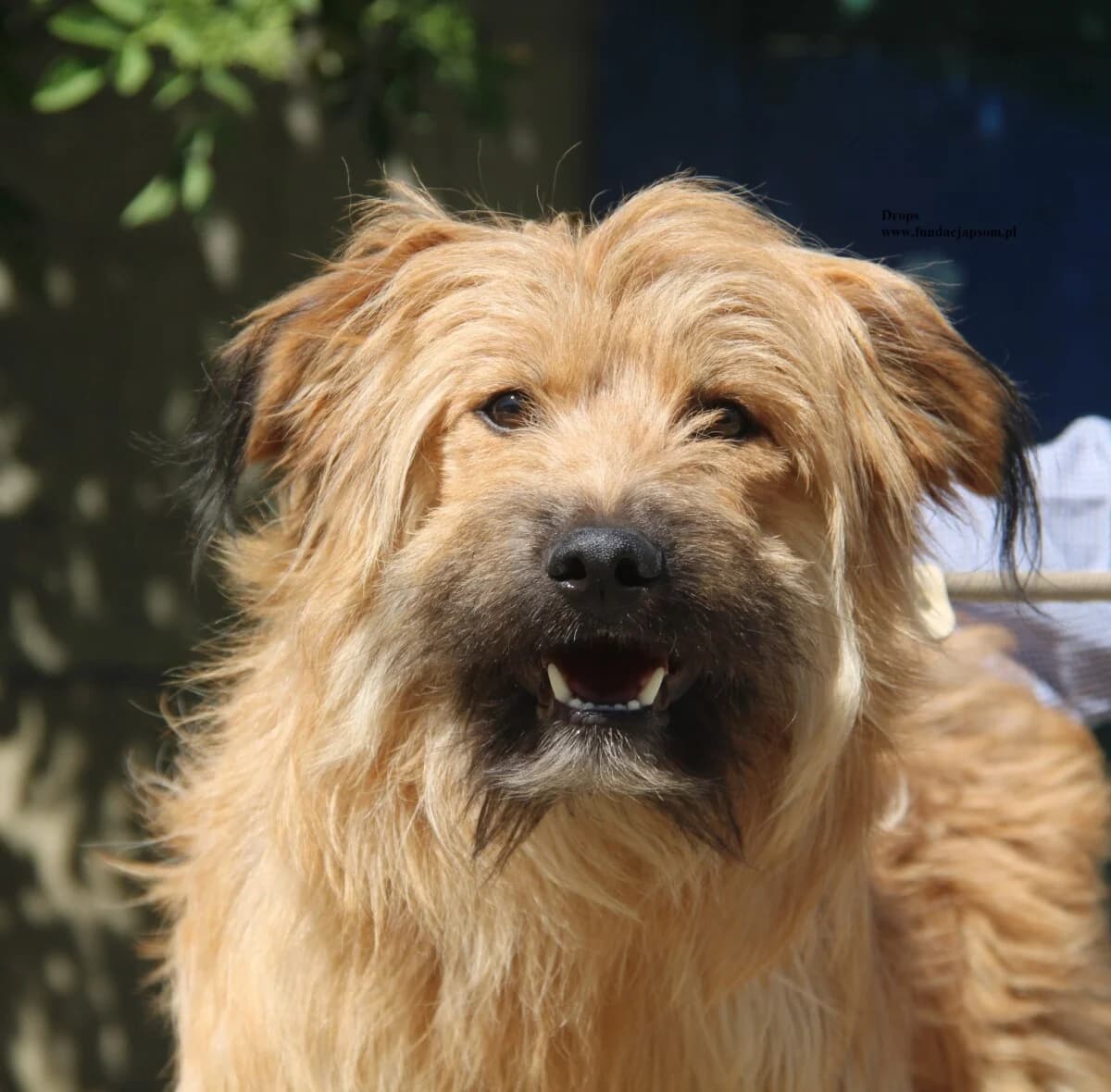 Drops, male mixed breed for adoption at Fundacja Przyjaciele Braci Mniejszych