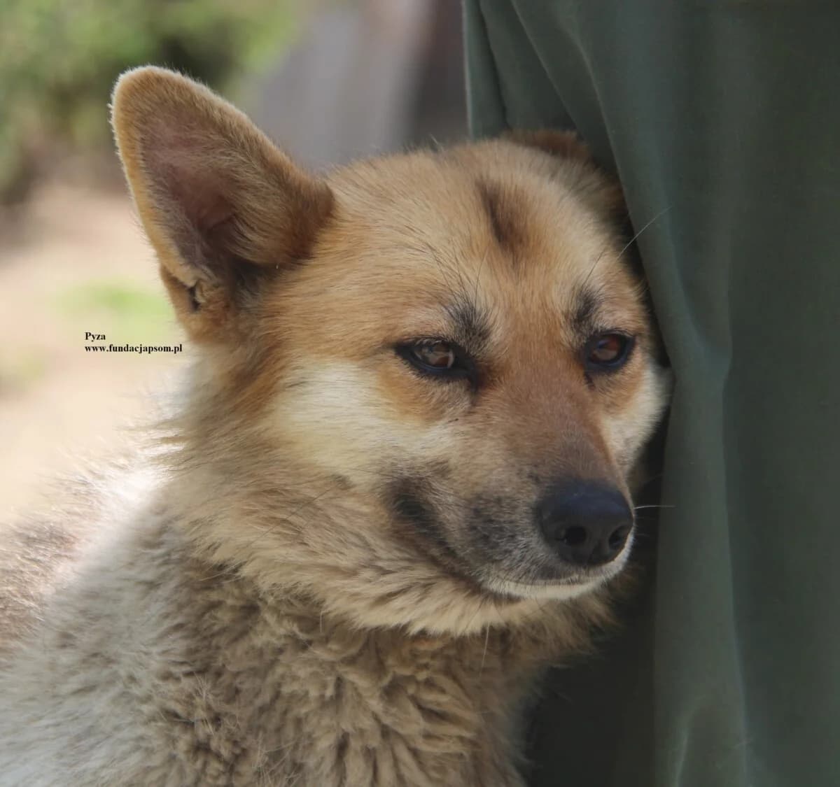 Pyza, female mixed breed for adoption at Fundacja Przyjaciele Braci Mniejszych