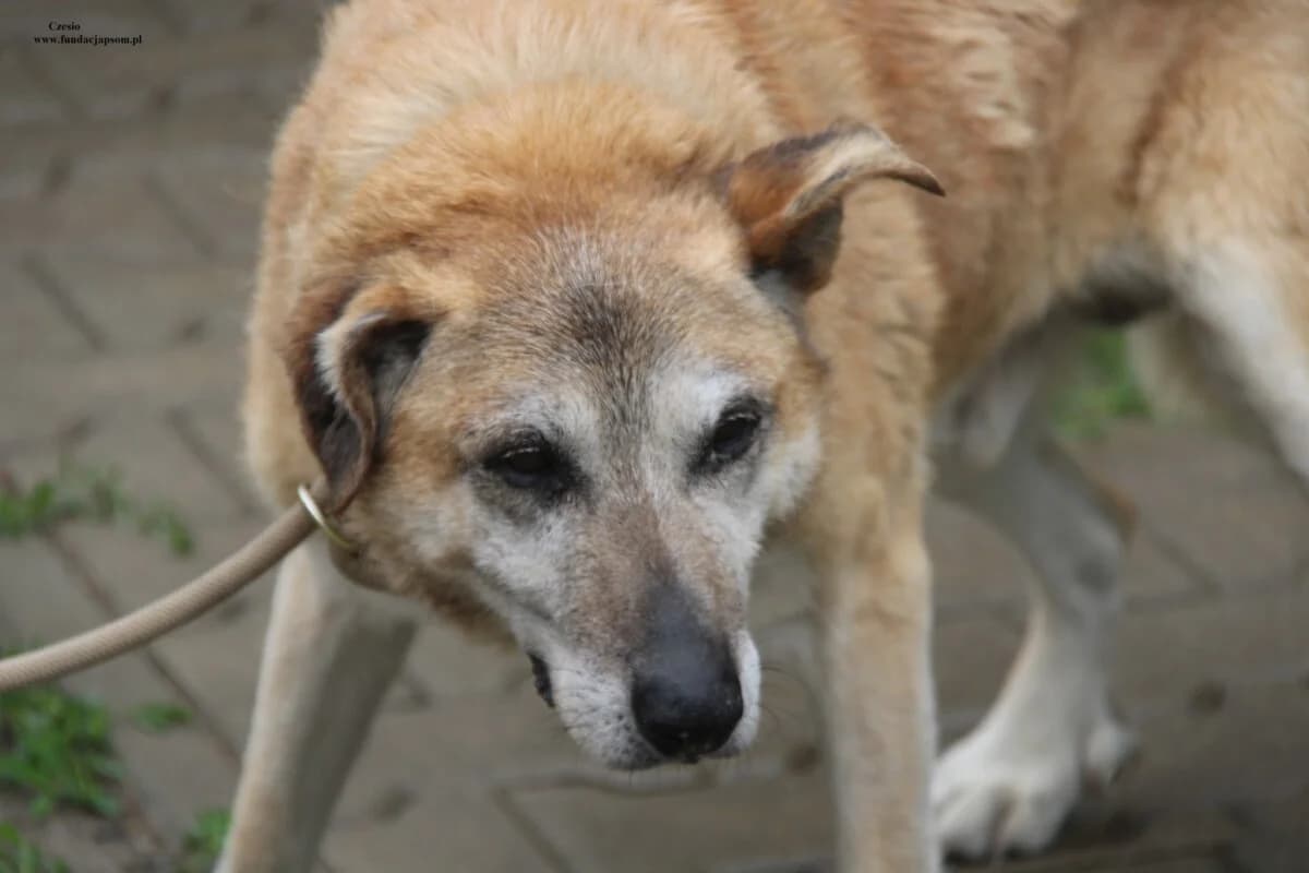 Czesio, male senior mixed breed for adoption at Fundacja Przyjaciele Braci Mniejszych