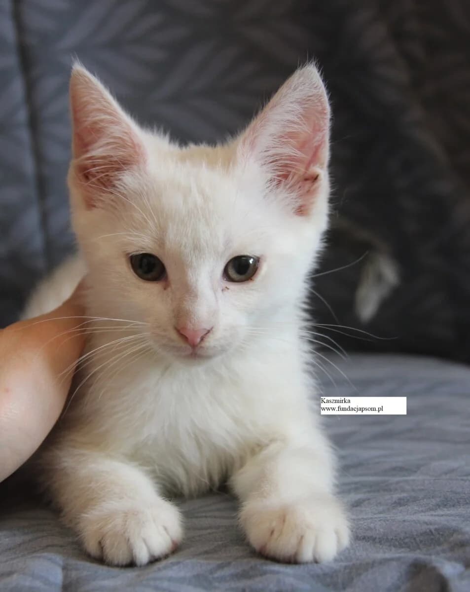 Kaszmirka, male Mixed Breed Cat for adoption at Fundacja Przyjaciele Braci Mniejszych