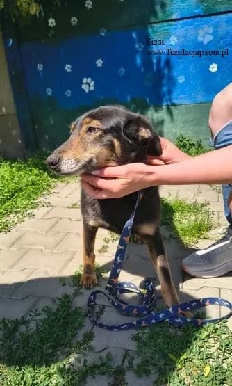 Sissi, female mixed breed for adoption at Fundacja Przyjaciele Braci Mniejszych