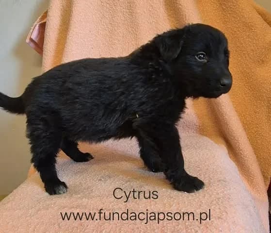 Cytrus, male mixed breed for adoption at Fundacja Przyjaciele Braci Mniejszych