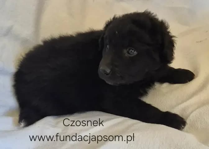 Czosnek, male mixed breed for adoption at Fundacja Przyjaciele Braci Mniejszych